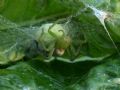 Micrommata ligurina